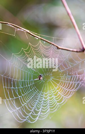 Taufrisiges Spinnennetz mit einer Spinne im Gegenlicht Stockfoto