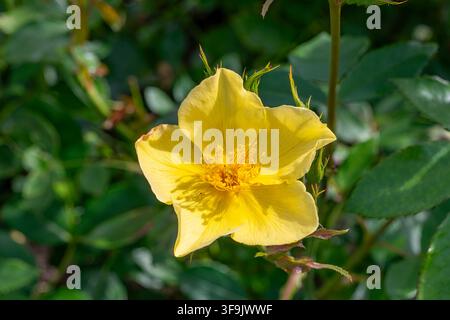 Rosa Kanarienvögel Stockfoto