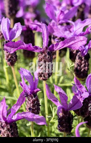 Spanische Lavendel (Lavandula stoechas) Blüten in voller Blüte Stockfoto
