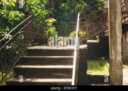 Katze liegt auf Steintreppenlandung nahe Topfpflanzen und schmiedeeisernem Geländer mit Sonnenlichtreflexen, grünem Laub und sanften Schatten in einem authentischen Innenhof. Stockfoto