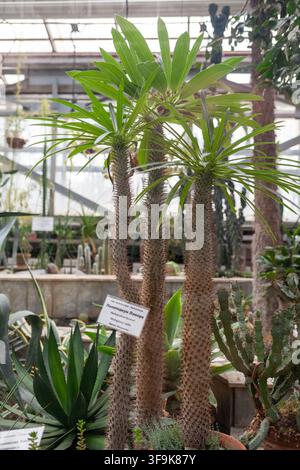 Tomsk, Russland – 20. Oktober 2022: Drei Pachypodium-lamerei-Pflanzen mit grünen Blättern in einer Gewächshausumgebung, umgeben von verschiedenen Kakteen und Stockfoto