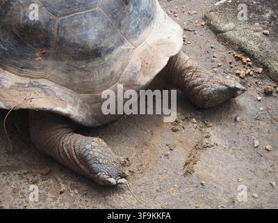 Nahaufnahme einer riesigen Aldabraschildkröte, die ihr massives Panzer und schuppige Beine auf den Seychellen zeigt Stockfoto