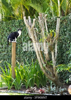 Zweifarbenkatze aufmerksam auf einem Holzpfosten in einem tropischen Garten. Stockfoto