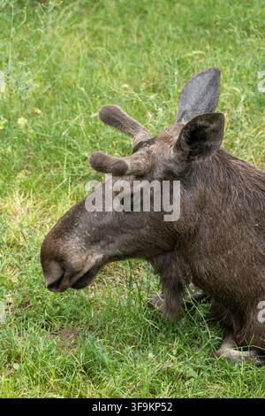 Elch – Mooshirsch (Alces alces) Porträt mit geschlossenen Augen, Tier aus der Familie der Hirsche. Stockfoto
