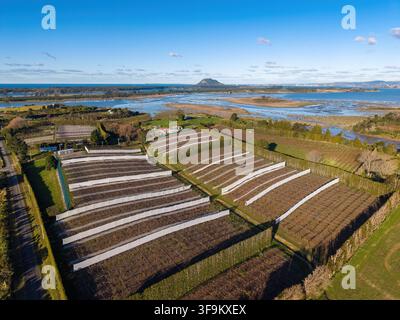Luftaufnahme eines Kiwifrucht-Obstgartens, umgeben von Windschutzhecken auf Matakana Island in der Bay of Plenty, Neuseeland Stockfoto
