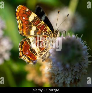 Landkärtchen auf Rossminze Stockfoto