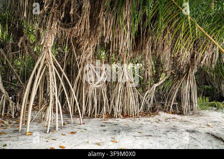 Pandanus-Stützwurzeln und Laub auf Sand in den Malediven Stockfoto