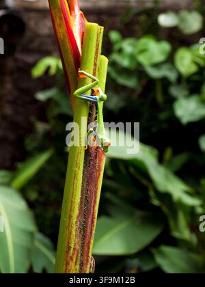 Rotaugbaumfrosch Agalychnis callidryas, der sich an einer tropischen Pflanze in Costa Rica festhält Stockfoto