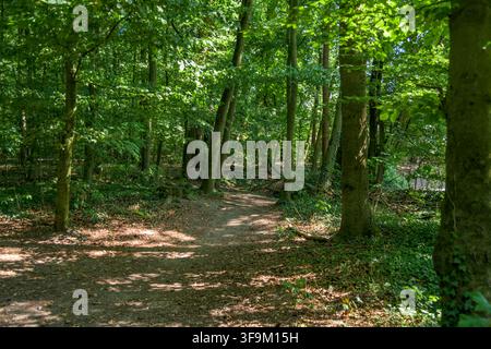 Sonnenbeschienener Waldweg, der sich durch einen dichten Laubwald in Coesfeld, Deutschland, schlängelt Stockfoto