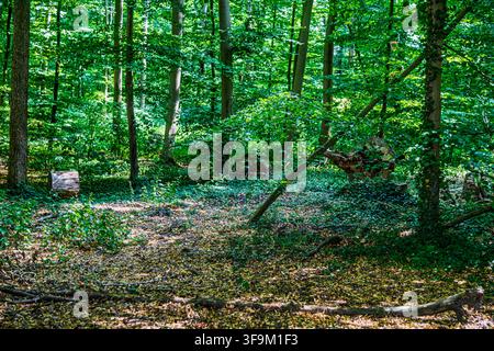 Sonnenbeleuchtete Laubwaldlandschaft mit hohen Bäumen und mit Laub bedecktem Boden in Coesfeld, Deutschland Stockfoto