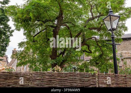 Weidenzaun, Baum und alte Laterne Stockfoto