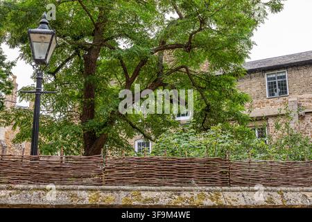 Weidenzaun, Baum und alte Laterne Stockfoto