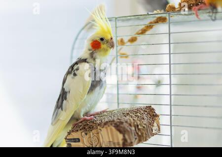 Haushaltswasserfarbener männlicher Kakaduell mit markanter gelber Haube, der auf einem Kartonblock außerhalb seines Drahtkäfigs sitzt, drinnen. Stockfoto