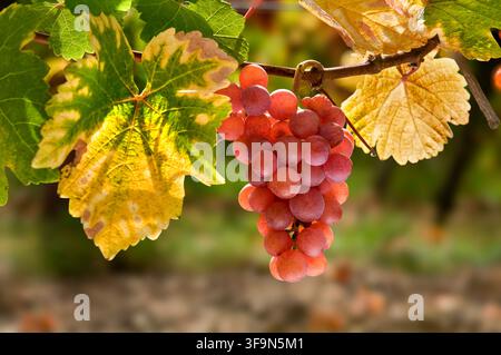 Gewürztraminer-Trauben reifen an der Rebe bereit für die Ernte im Weingut Domaines Dopff im späten Herbstsonnenschein nahe Riquewihr im Elsass Frankreich Stockfoto