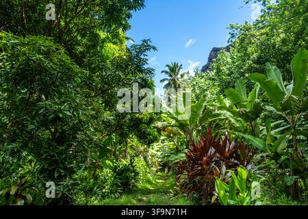 Ein üppiger tropischer Pfad, gesäumt von Bananenbäumen, führt durch die dichte Vegetation des Hakaui-Tals, Nuku Hiva, Marquesas-Inseln, Französisch-Polynesien, am t Stockfoto