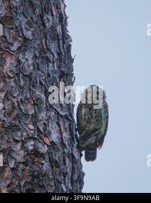 Eurasische Zwergeule - Glaucidium passerinum in ihrer natürlichen Umgebung Stockfoto