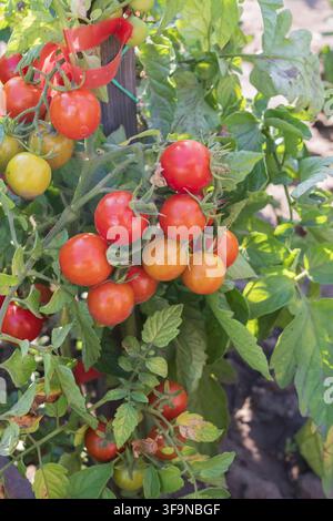 Reife und reifende Kirschtomaten, die natürlich zwischen grünen Blättern in einem Gemüsegarten wachsen, zeigen biologischen Landbau und frische saisonale Lebensmittelproduktion Stockfoto