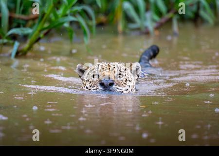 Ein wilder Jaguar schwimmt in trübem Flusswasser, wobei Kopf und Schwanz während eines Regens über der Oberfläche sind. Stockfoto
