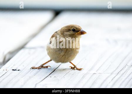 Haussperling (Passer domesticus) sitzt auf einer Holzoberfläche in Tignes. Stockfoto