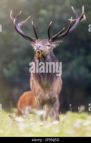 Ansicht eines majestätischen Rotwild-Hirsches mit großen Geweihen im Nationalpark Abruzzen, Pescasseroli, Abruzzen, Italien. Stockfoto
