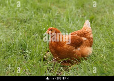 Eine Nahaufnahme eines roten Huhns in hohem grünem Gras auf einer Freilandweide Stockfoto