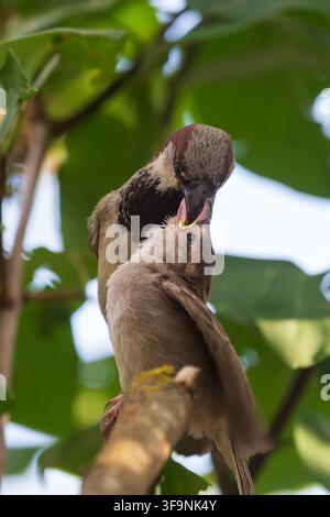 Ein männlicher Haussperling füttert sein Küken. Ein hungriges Sperlingsküken mit offenem Schnabel. Stockfoto