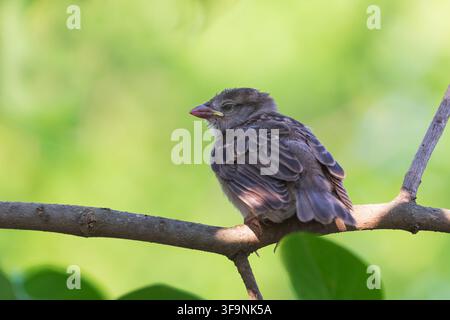 Ein Spatzennestling sitzt auf einem Ast. Eine Nahaufnahme eines Spatzflüglers in freier Wildbahn. Stockfoto