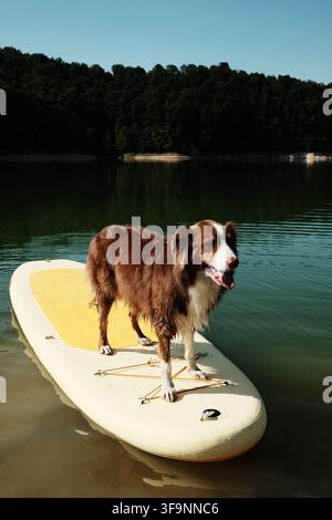 Brauner Australian Shepherd mit nassem Fell steht auf einem gelben Paddelboard in ruhigem Wasser. Glückliches Haustier im Freien, Sommeraktivitäten. Stockfoto