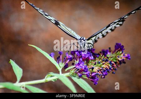 Vorderansicht Makroaufnahme eines Schmetterlings Papierfalter, der auf einer violetten Blütenbüschel eines Schmetterlingsbusches sitzt, mit weichem verschwommenem Hintergrund Stockfoto