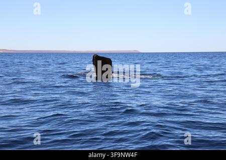 Südlicher Glattwals (Eubalaena australis) in der Valdes-Halbinsel Argentinien Stockfoto