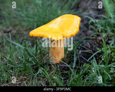 Einziger heller orangefarbener Omphalotus-illudens-Kürbislaternenpilz steht aufrecht im feuchten Gras Stockfoto