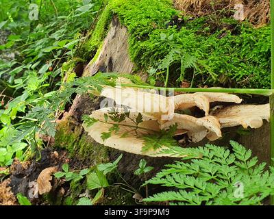 Nahaufnahme von cremefarbenen Ständerpilzen, die auf einem moosbedeckten, verrottenden Baumstamm in einer Waldumgebung wachsen. Die Pilze zeigen geschichtete Stockfoto