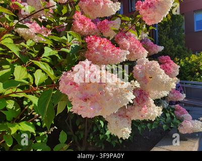 Eine Nahaufnahme von blühenden Hydrangea-paniculata-Blüten in einer Gartenumgebung. Die großen kegelförmigen Blütenbüschel zeigen einen Farbverlauf Stockfoto