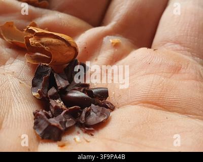 Eine Nahaufnahme-Makrofotografie, die eine menschliche Handfläche zeigt, die Kakaobohnenfragmente hält. Das Bild zeigt zerbrochene Stücke von dunkelbraunen Kakaobohnen neben einem Stockfoto