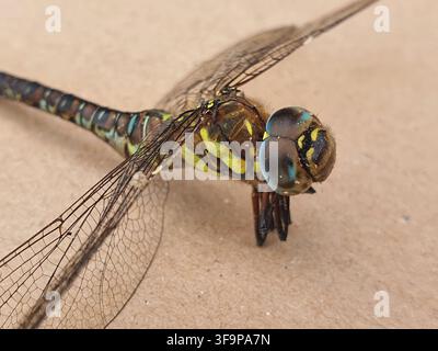 Extrem naher Makrofotodruck einer Libelle, der feinste anatomische Details zeigt. Das Bild fängt die großen Facettenaugen des Insekts ein mit Stockfoto