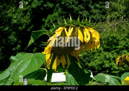 Sonnenblume mit hängenden Blütenblättern und Samen, umgeben von grünen Blättern in einer Gartensituation unter hellem Sonnenlicht Stockfoto
