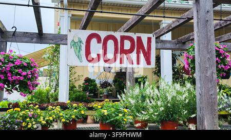 Großes Schild für Mais auf einem lokalen Gemüsemarkt in New Jersey Stockfoto