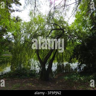 Weidebaum steht am Rand eines ruhigen Teichs in einem üppigen grünen Park an einem sonnigen Tag. Stockfoto