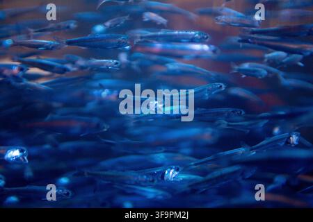 Ein dichter Schwarm kleiner silberner Sardellen oder Anchovis, die eng zusammen im Gleichklang durch tiefblaues Meerwasser schwimmen und ein natürliches Abstrakt erzeugen Stockfoto