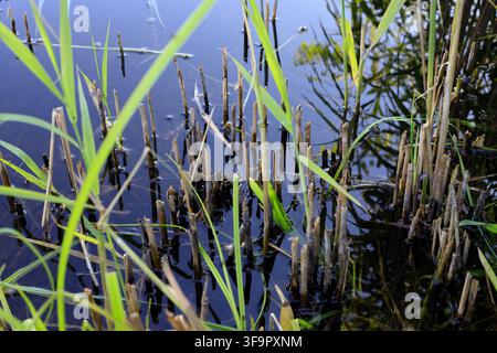 Junge grüne Schilfhalme wachsen durch trockene gelbe Stängel im klaren blauen Wasser. Naturschöner Hintergrund mit Himmelreflexion auf der Landoberfläche. Ruhige Rippel Stockfoto
