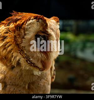 Nahaufnahme-Porträt einer Eule mit detaillierten Federn und einem markanten dunklen Auge, fotografiert in einer natürlichen Außenumgebung. Stockfoto