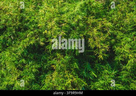 Vollbildansicht von dichten grünen und gelben Bambusblättern, die einen natürlichen botanischen Texturrückgrund bilden. Stockfoto