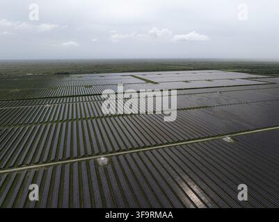 Luftaufnahme einer weitläufigen Solarfarm mit Reihen von Photovoltaikmodulen, die sich über die flache Landschaft unter einem bewölkten Himmel in Miami, Florida, USA erstrecken Stockfoto