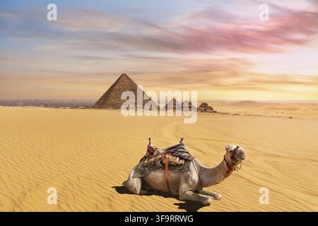 Cute Kamel vor der Menkaure Pyramidenkomplexes, Giza, Kairo, Ägypten Stockfoto