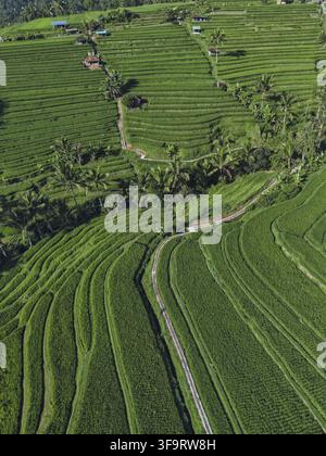 Bali Reisterrassen Aus Der Vogelperspektive Landschaft Mit Üppigen Grünen Reisfeldern, Die In Den Hügel Gehauen Sind Und Sich Windend Schlängeln Stockfoto