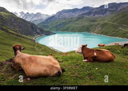 Zwei Kühe liegen auf einer alpinen Weide in den Walliser Alpen nahe des Stausees Lac de Moiry. Grimentz, Anniviers, Wallis, Schweiz Stockfoto