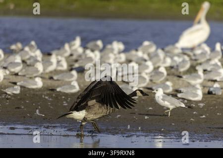 Kanadagans (branta canadensis), die vom flachen Wasser des Michigansees abhebt Stockfoto