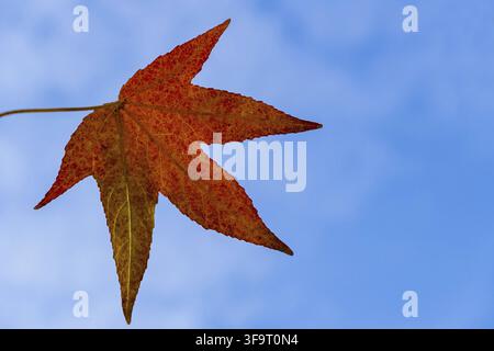 Rotes Blatt an einem amerikanischen Amberbaum (Styraxbaum) vor blauem Himmel. Selektive Fokussierung. Nahaufnahme eines roten Blattes an einem Liquidambar-Styraxbaum Stockfoto