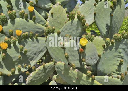 Opuntia-Kaktusblätter mit hellgelben Blüten und wachsenden Feigenkaktusfrüchten Stockfoto