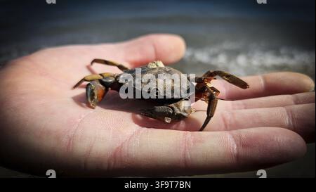 Meereskreatur in der Hand: Kleiner Krabben (Strandkrabbe) liegt auf der Handfläche, Nahaufnahme Stockfoto